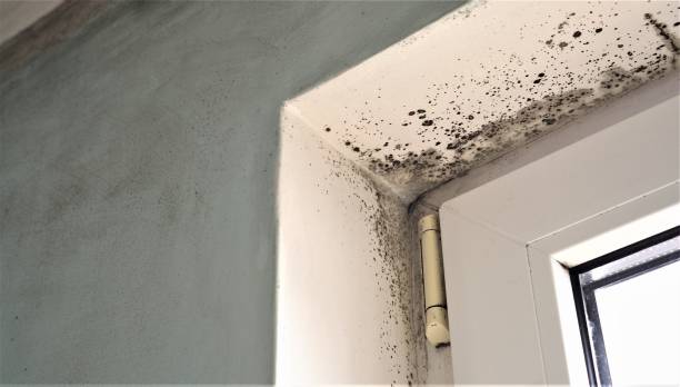 Mold Odor Removal Services in Gulf Breeze, FL