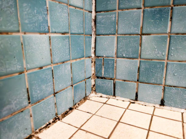 Best Attic Mold Removal  in Gulf Breeze, FL