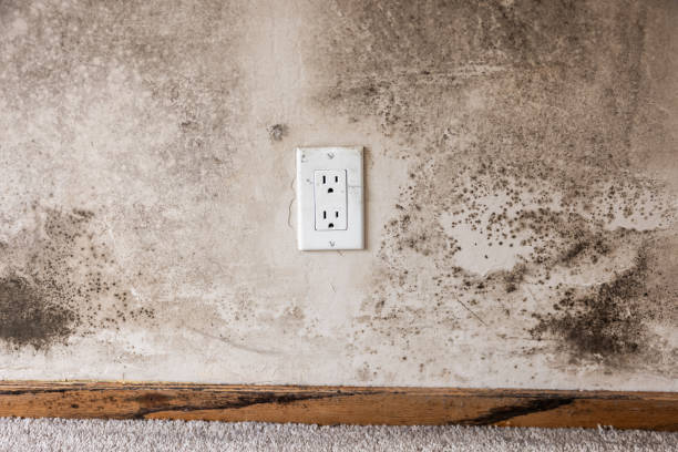 Trusted Gulf Breeze, FL Mold Removal Experts