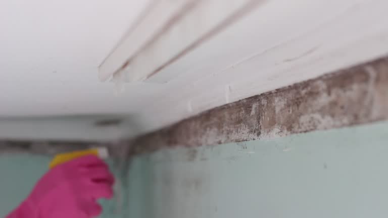 Best Airborne Mold Testing  in Gulf Breeze, FL